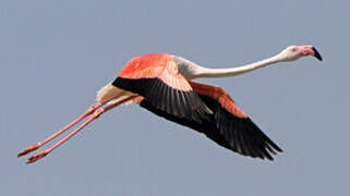 Greater Flamingo