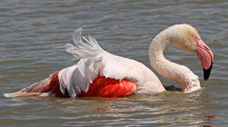 Greater Flamingo