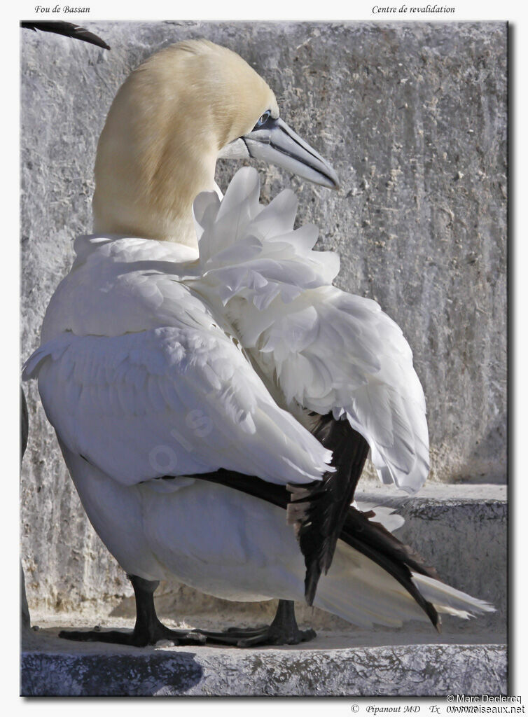 Northern Gannet