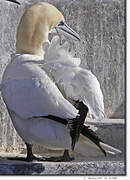 Northern Gannet