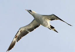 Northern Gannet