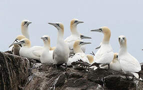 Northern Gannet