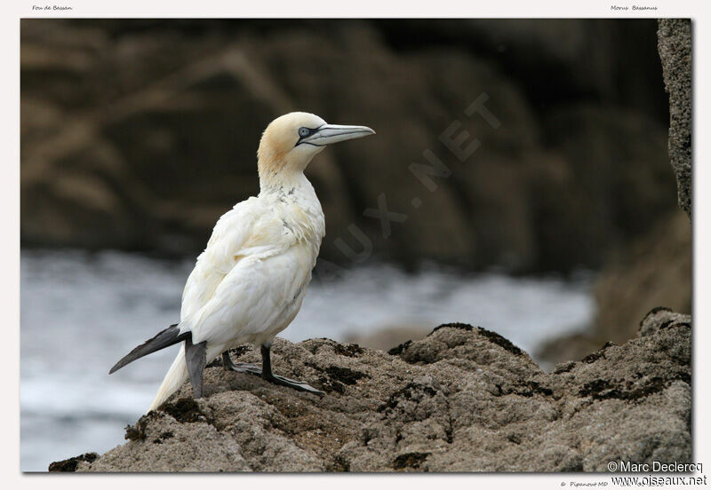 Northern Gannet, identification