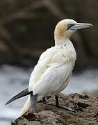 Northern Gannet