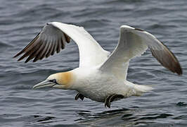 Northern Gannet