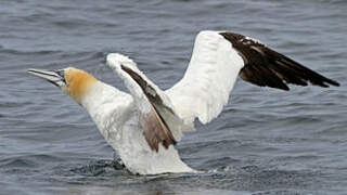 Northern Gannet