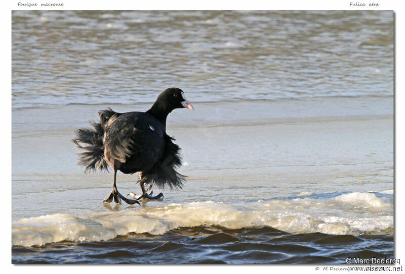 Foulque macroule, identification