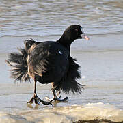 Eurasian Coot