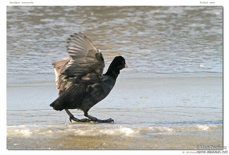 Eurasian Coot, identification