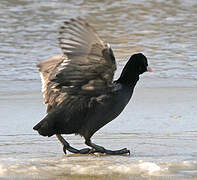 Eurasian Coot