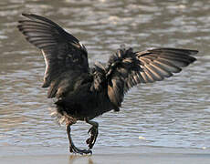 Eurasian Coot