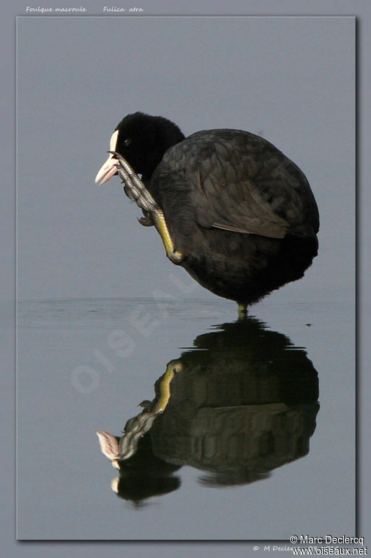 Eurasian Coot, identification