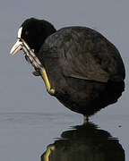 Eurasian Coot