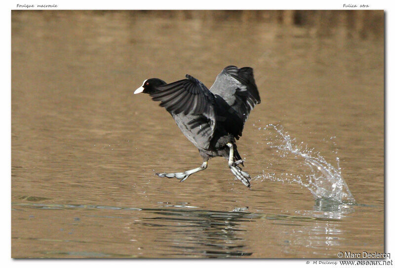 Eurasian Coot, Flight