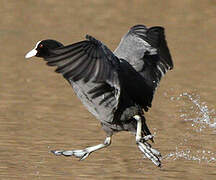 Eurasian Coot