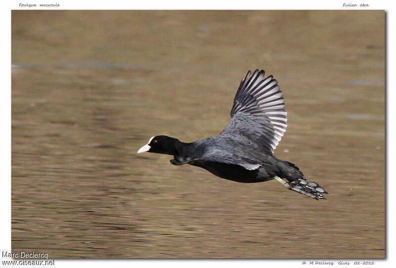 Eurasian Coot, Flight