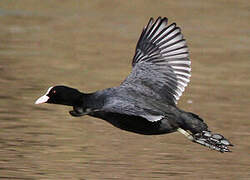 Eurasian Coot