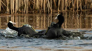 Eurasian Coot