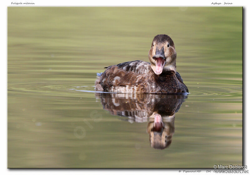 Common Pochard, identification