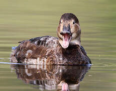 Common Pochard