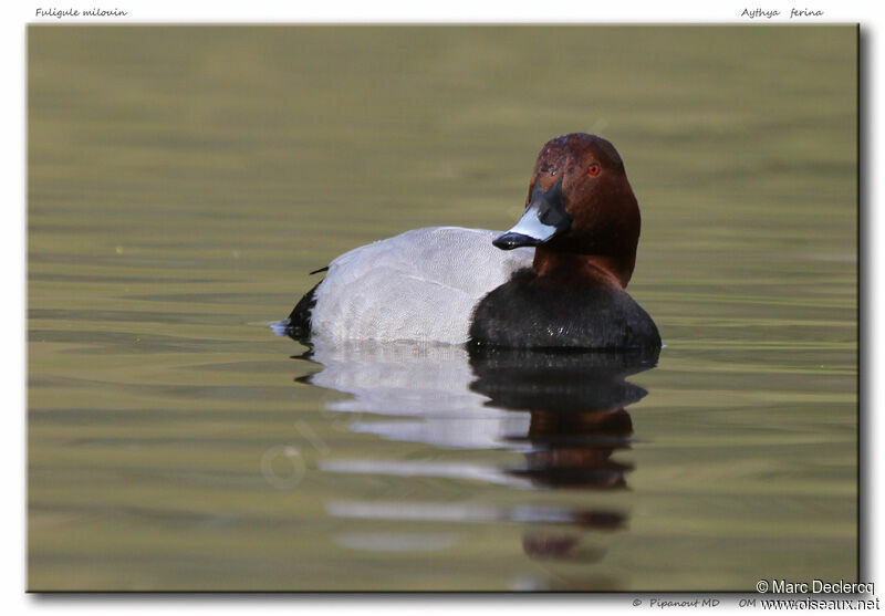 Common Pochard, identification