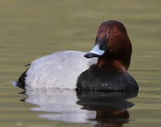 Common Pochard