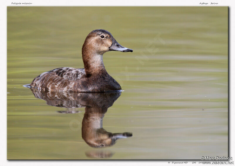 Common Pochard, identification