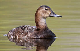 Common Pochard