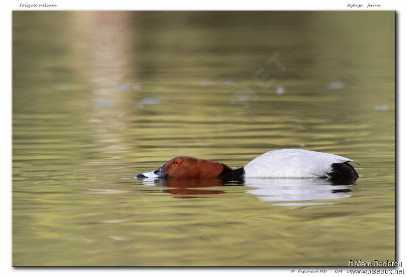 Common Pochard, identification, Behaviour