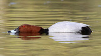 Common Pochard