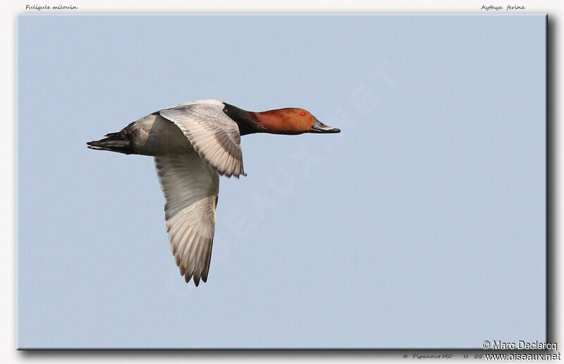 Common Pochard, Flight