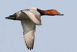 Common Pochard