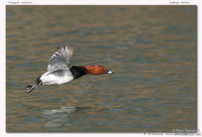 Common Pochard, Flight