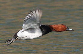 Common Pochard