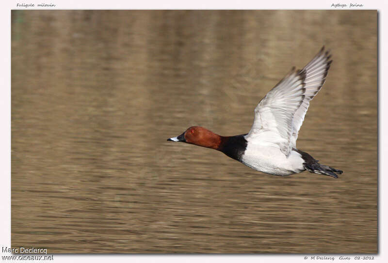 Common Pochard male, Flight