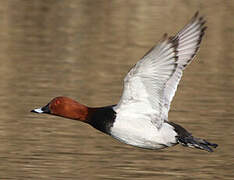 Common Pochard