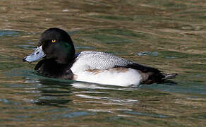 Greater Scaup