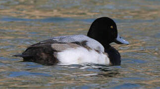 Greater Scaup