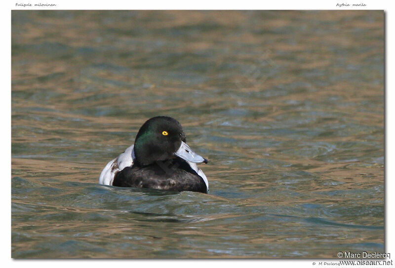 Greater Scaup, identification