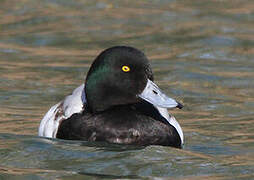 Greater Scaup