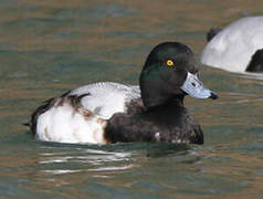 Greater Scaup