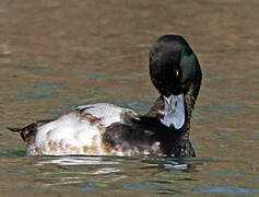 Greater Scaup