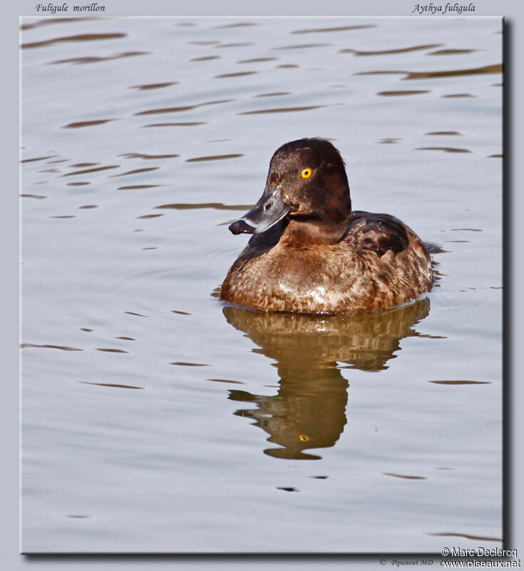 Tufted Duck, identification
