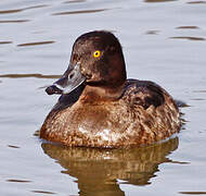 Tufted Duck