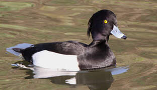 Tufted Duck