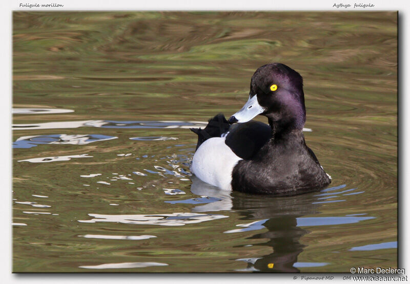 Tufted Duck, identification