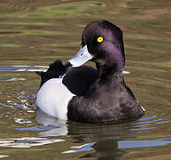 Tufted Duck