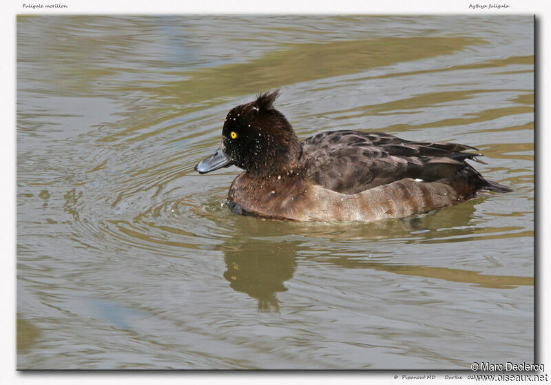 Tufted Duck, identification