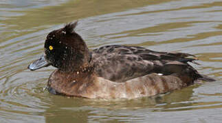 Tufted Duck