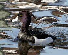 Tufted Duck